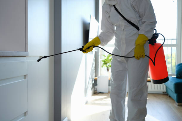 Trusted Punaluu, HI Mold Removal Experts