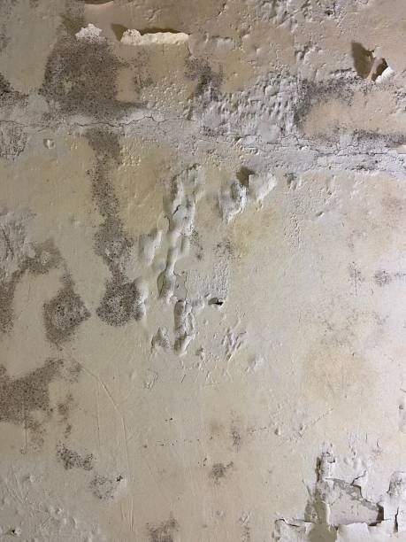 Best Office Mold Removal Services  in Punaluu, HI