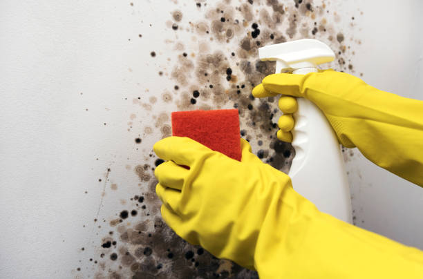 Best Mold Removal Company Near Me  in Punaluu, HI